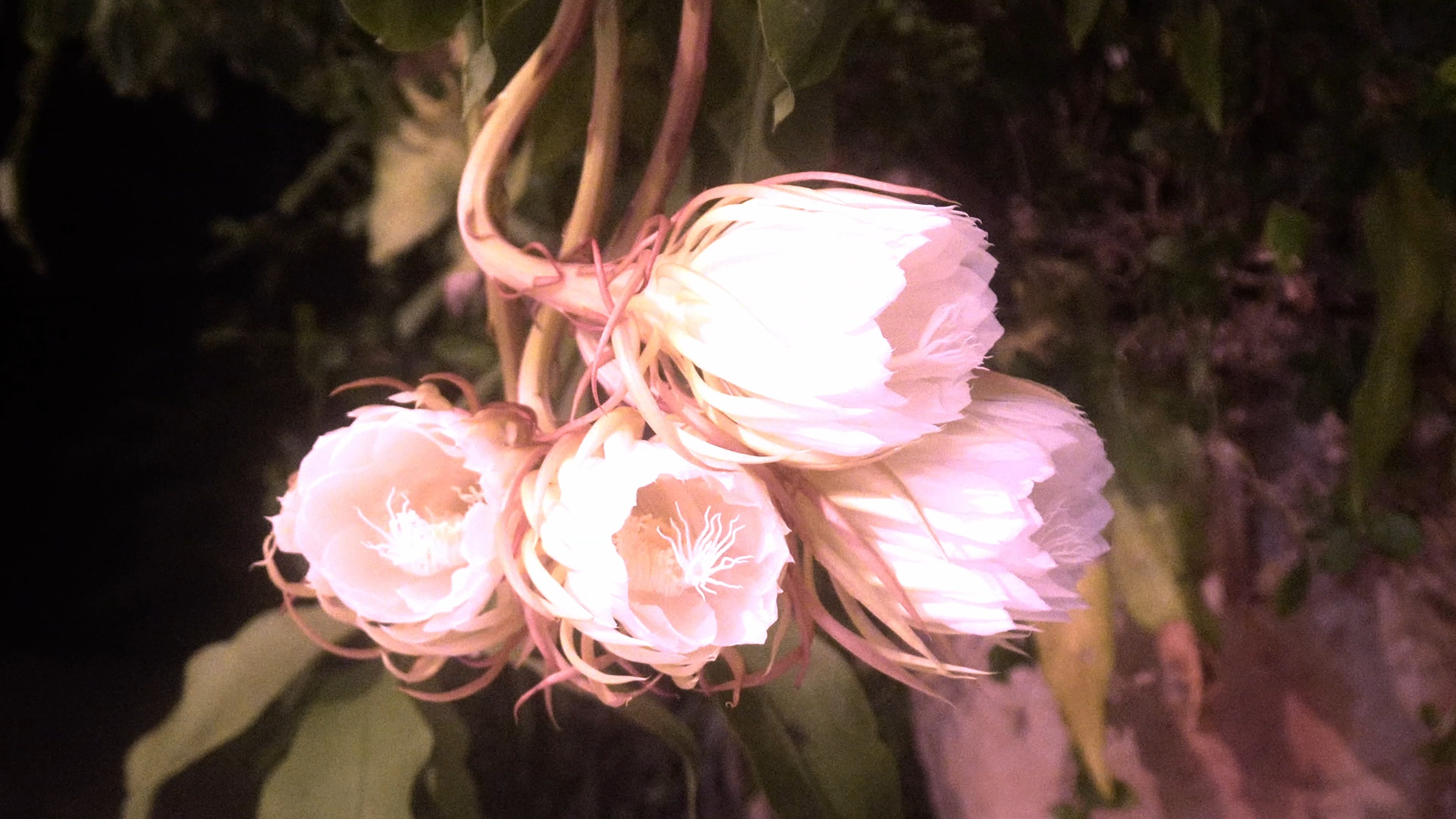 Eclosion d'une belle de nuit