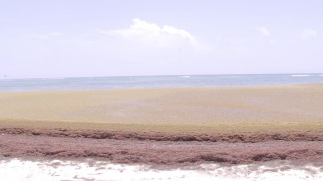 Sargasses un nouvel épisode : un spectacle assez insolite pour Grand Bourg