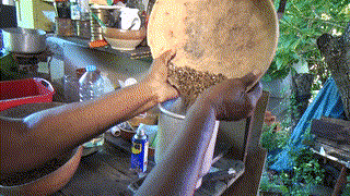 Patrimoine : La fabrication traditionnelle de l'huile de carapate