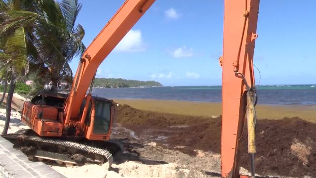 Gestion des Sargasses à  Capesterre - 5ème Volet quelques actions au quotidieen