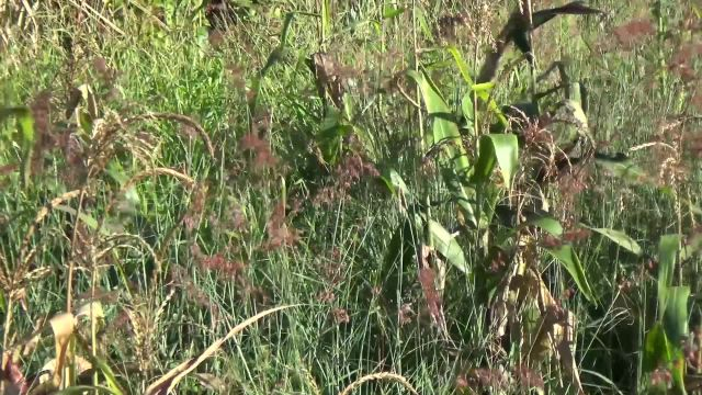 Portrait d'un Marie Galantais enraciné à son territoire : M. Alex BRUTE