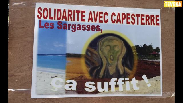 Sargasses : des outils pour prévoir les échouages, les solutions pour en tirer profit