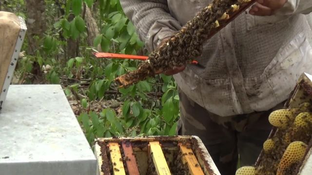 Chroniques de la Ruche : La naissance de la Rein