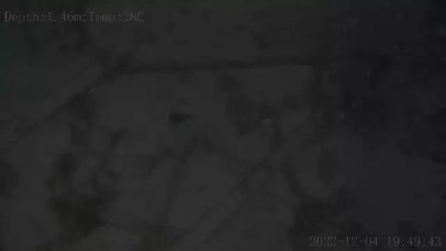 Découvrez des images insolites d'une plongée à Saint louis