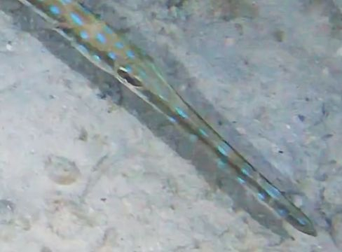 Découvrez des images insolites d'une plongée à Saint louis