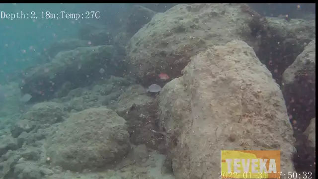 Les poissons filent Dare-Dare dans l'évènement dis moi dix mots