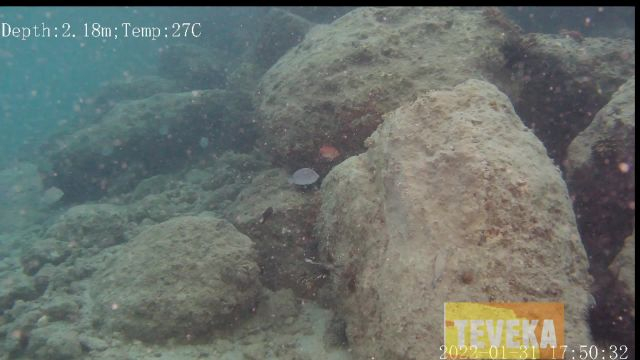 Les poissons filent Dare-Dare dans l'évènement dis moi dix mots