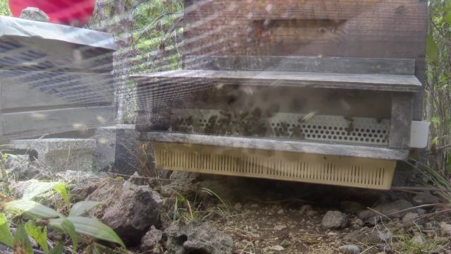 Ce sont les industrieuses abeilles qui font Tic Tac