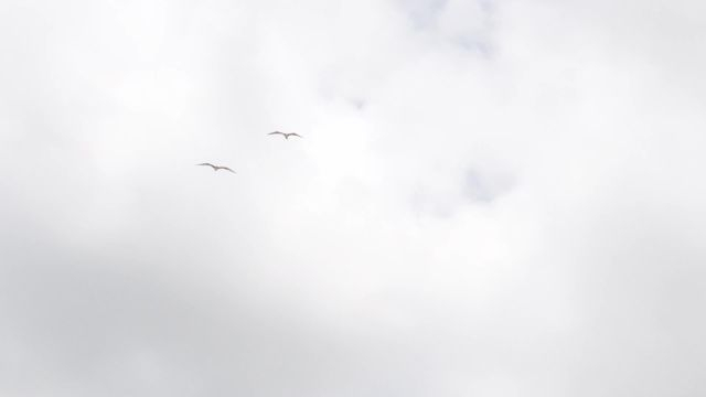 Deux très belles frégates vous propose un vol Synchrone