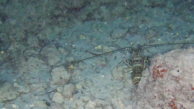 Insolite : La ballade des langoustes, c'est la fête !