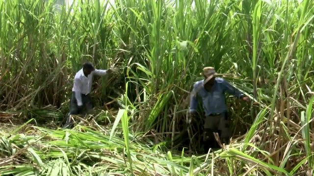 Concours de coupeurs de cannes  2024