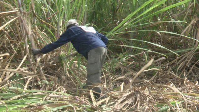 Les  coupeurs de cannes se retrouvent autour d'un concours
